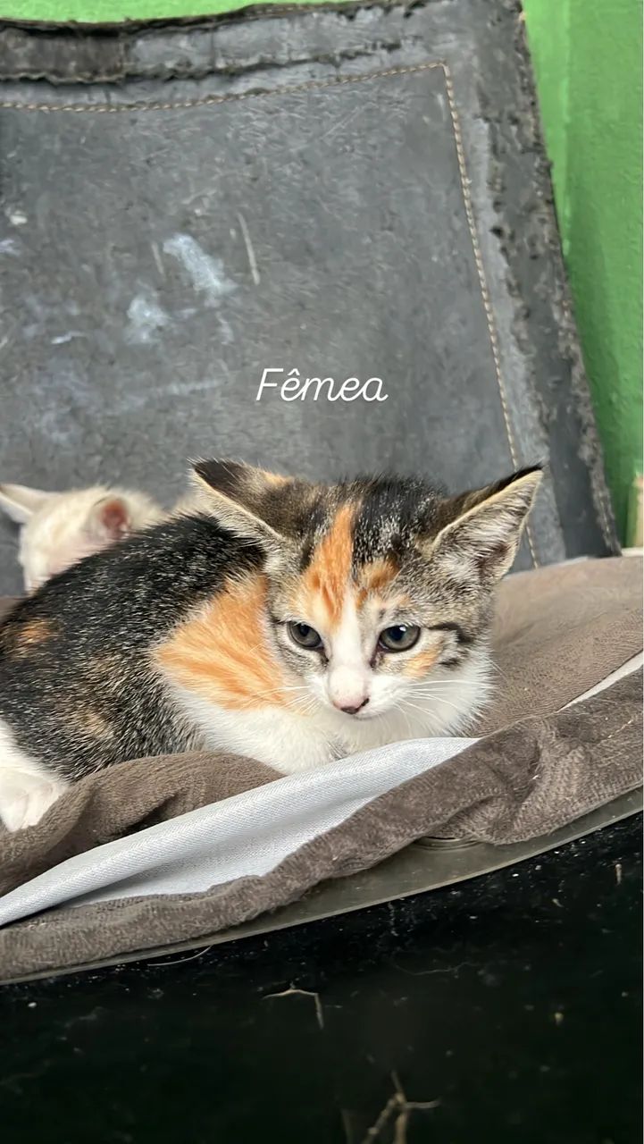 Gatinhos para adoção  - Foto 6