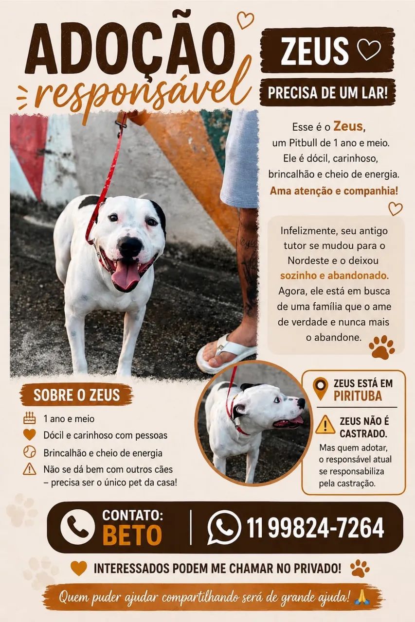 Cachorro