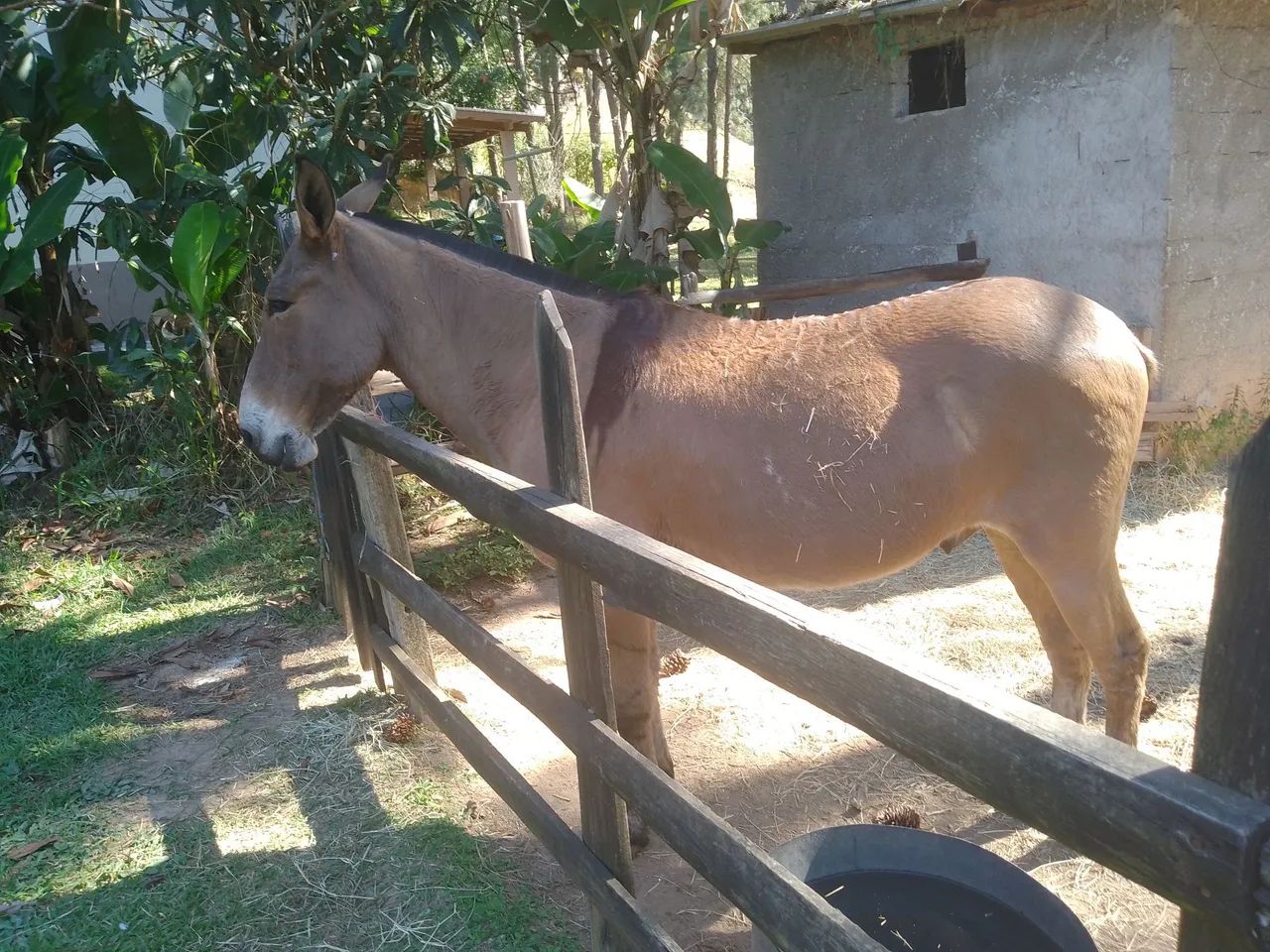 Burro bom de sela 