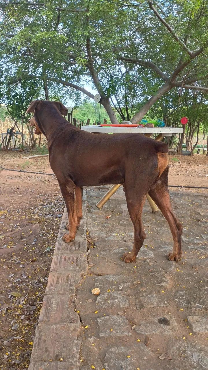 Filhotes de dobermann  - Foto 3