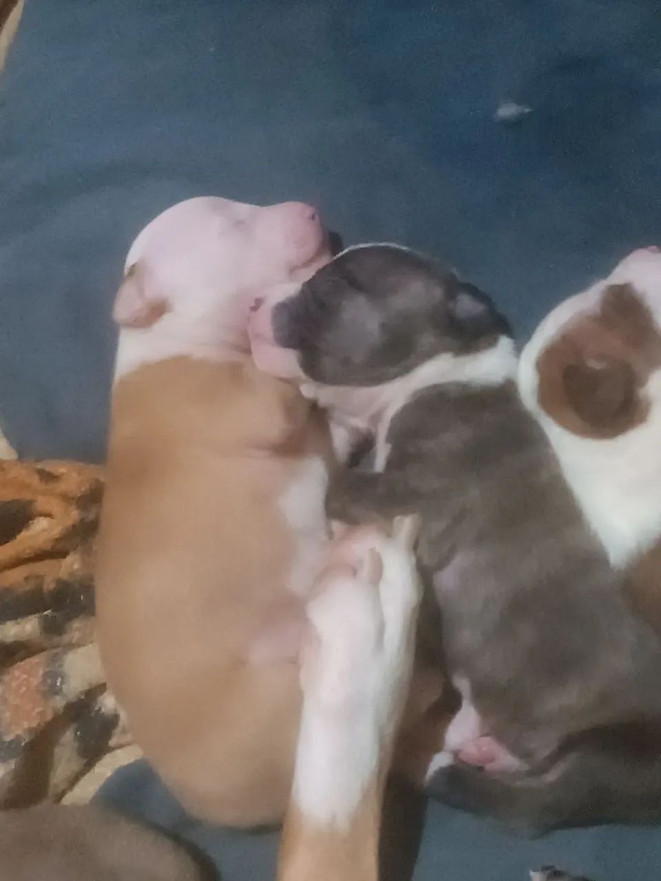 Filhotes de pit - Foto 2