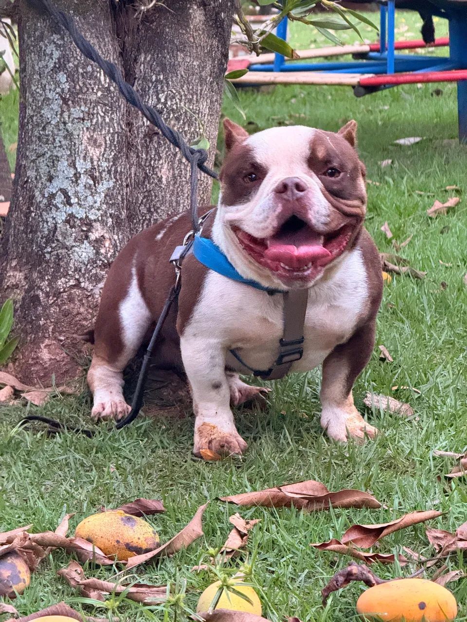 Doação American Bully  - Foto 5