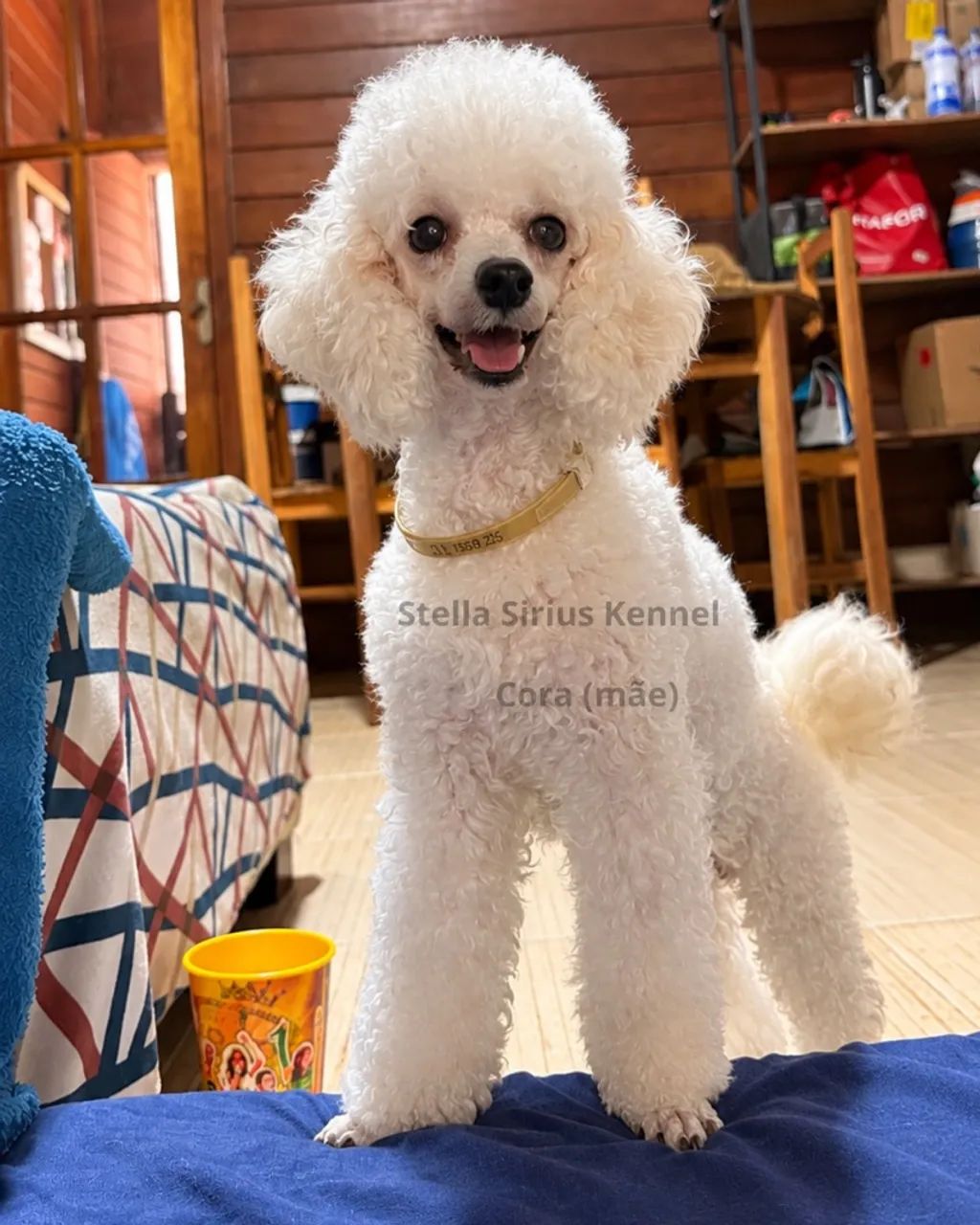 Poodle Toy Filhote - Foto 5