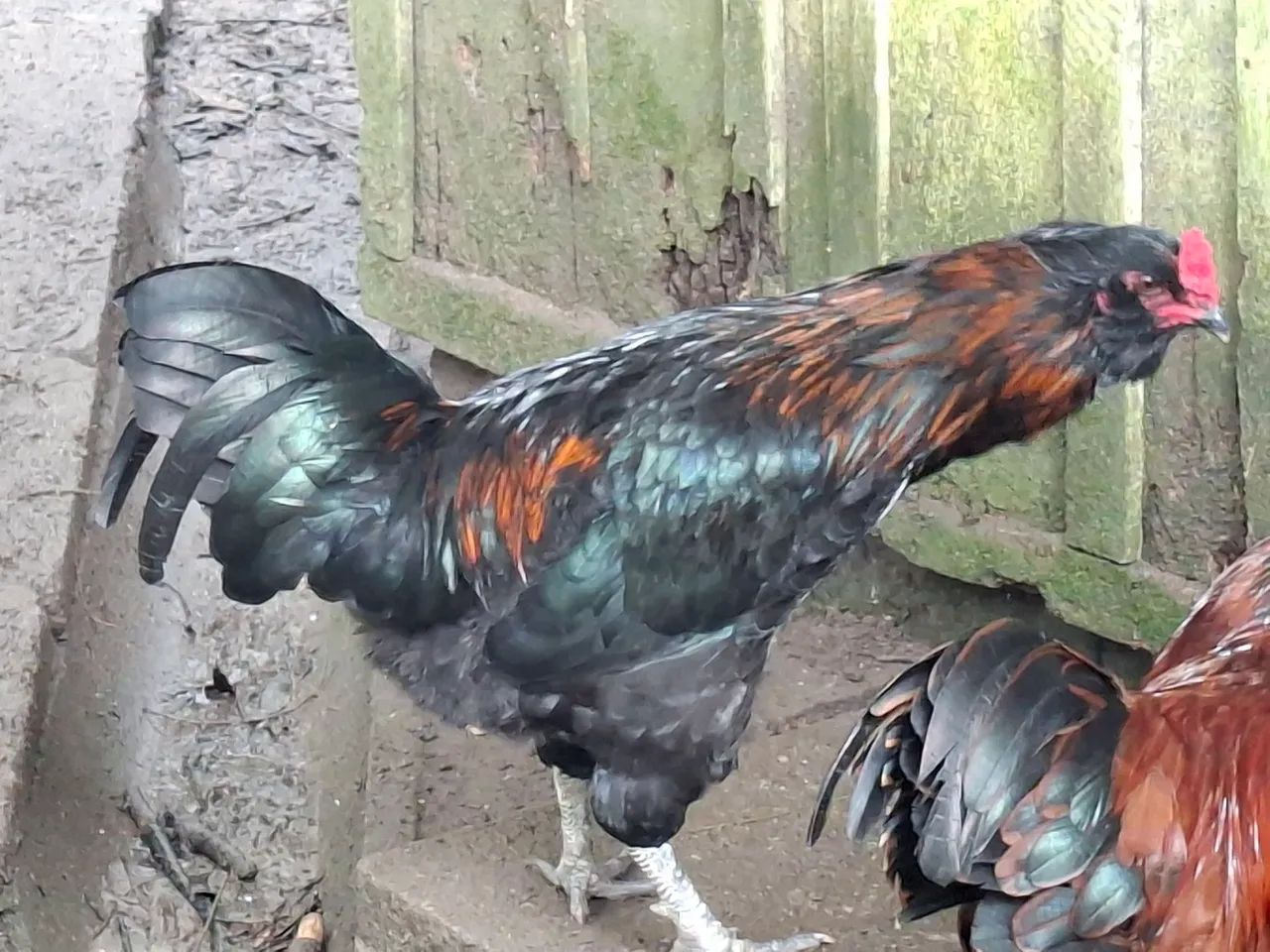 Frango Ameraucana 
