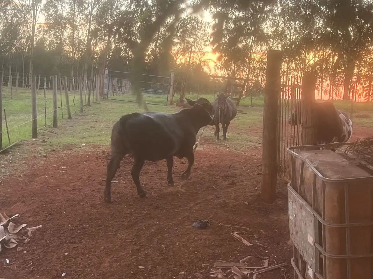 Mini vaca  - Foto 2