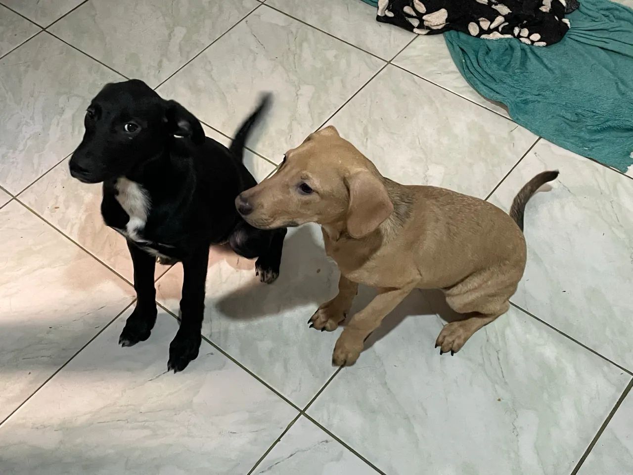 Estou doando 4 cachorros doação urgente  - Foto 3