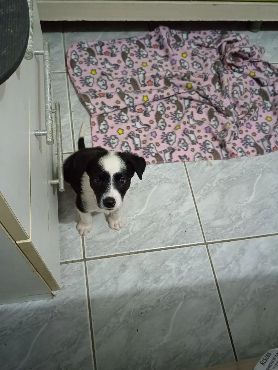 Filhotes de Border Collie  - Foto 4