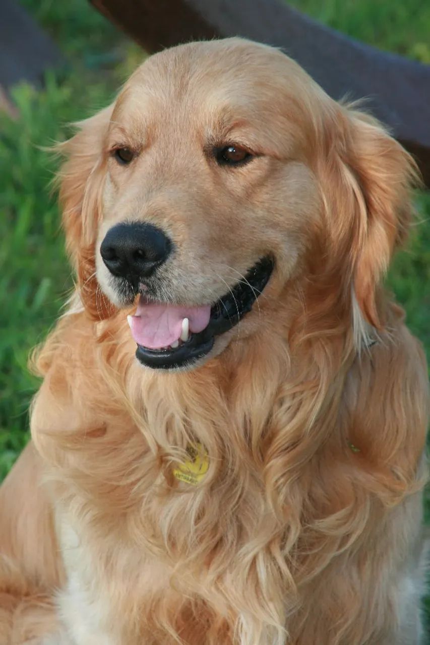 Doação de Golden Retriver - Foto 2