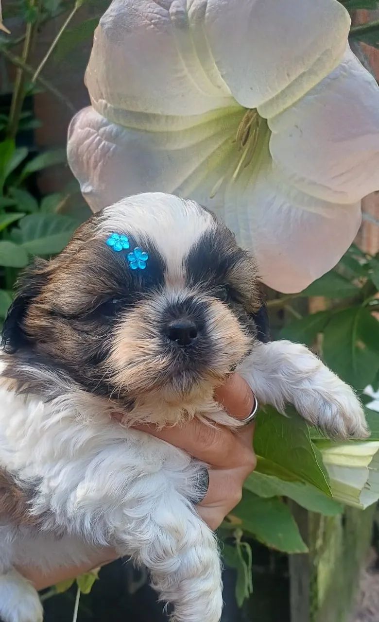 Shih Tzu 