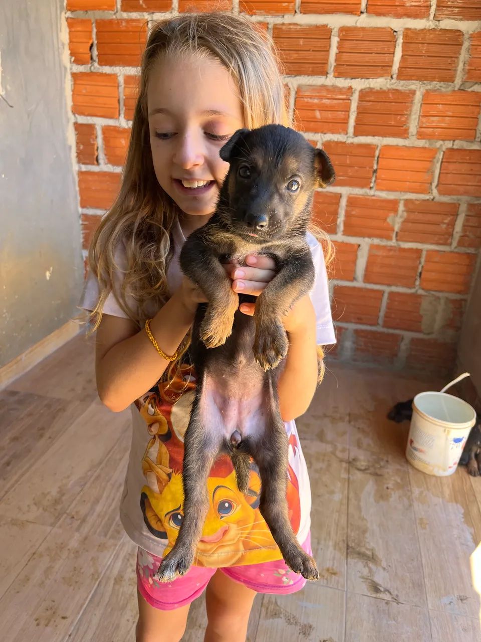 Vende -se cachorro 