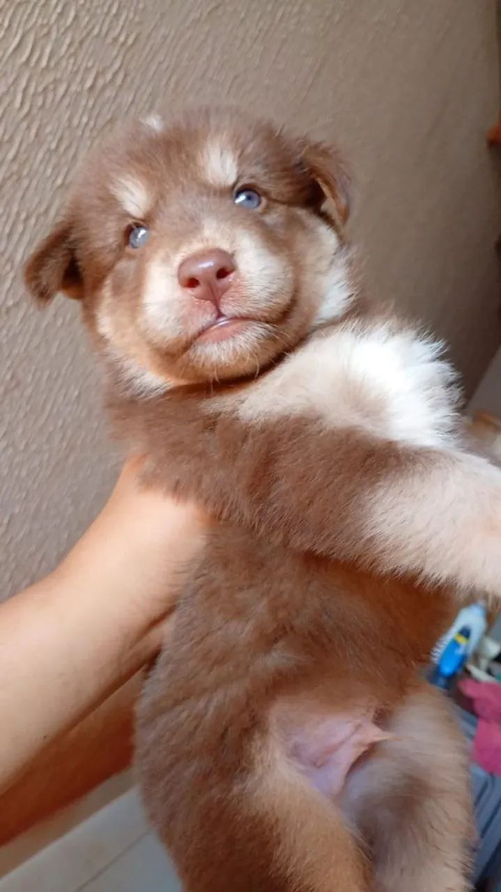 Husk siberiano 