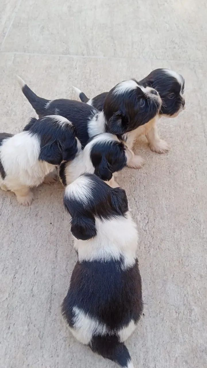 Vendo lindos  filhotes de Shitzu!!! - Foto 5