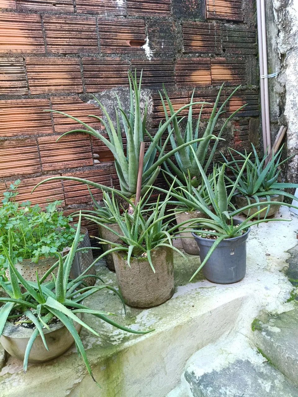 vendo mudas de Barbosas  - Foto 2