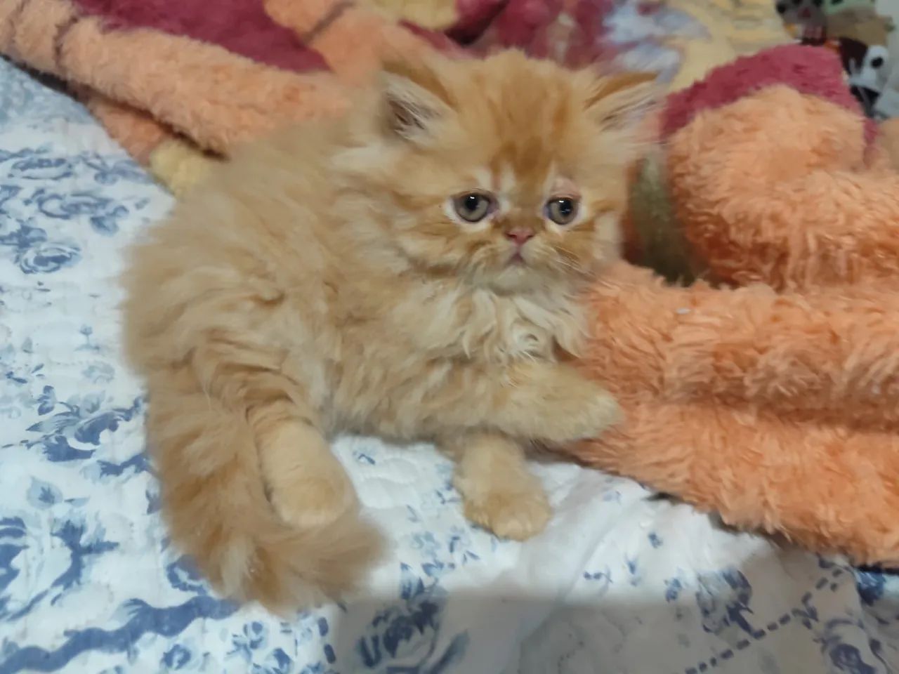 Gato Persa - Adora ronronar.