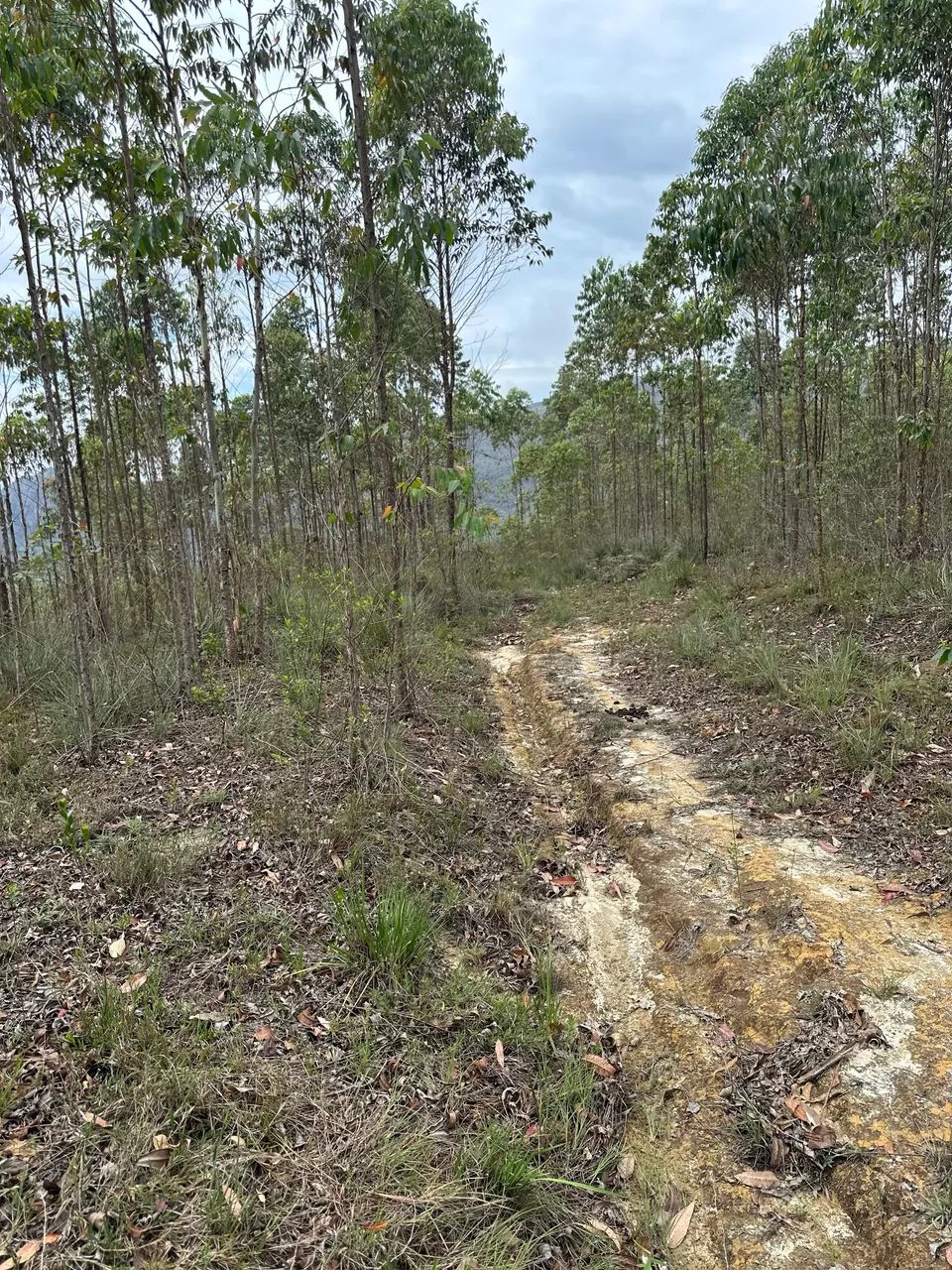 Lote a venda na Chapada de Ouro Preto  - Foto 4