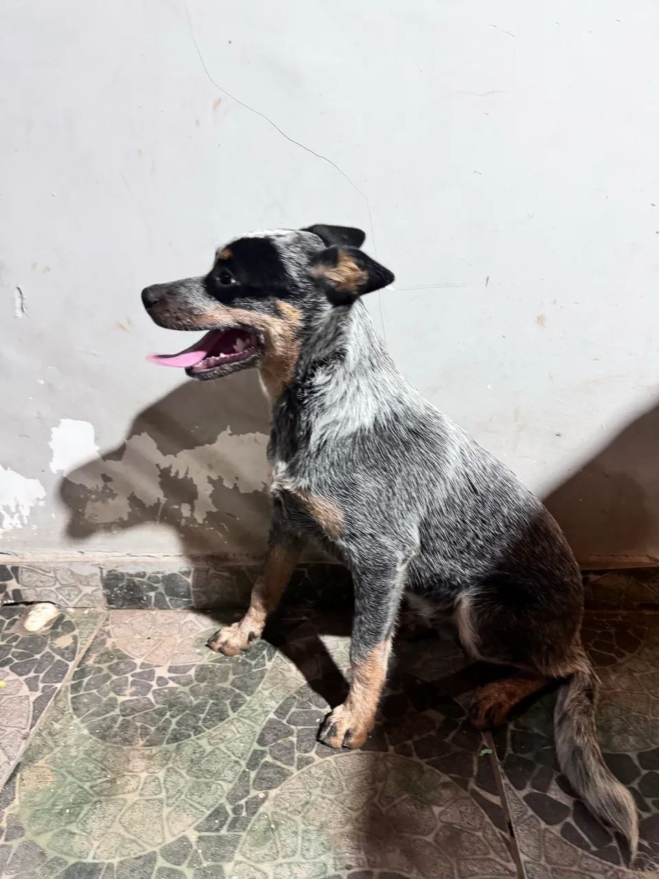 Filhote de blue heeler - Foto 3