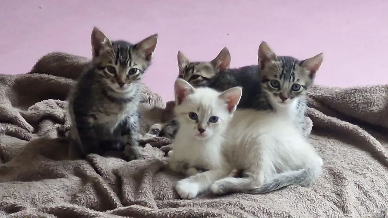 Gatos tigres