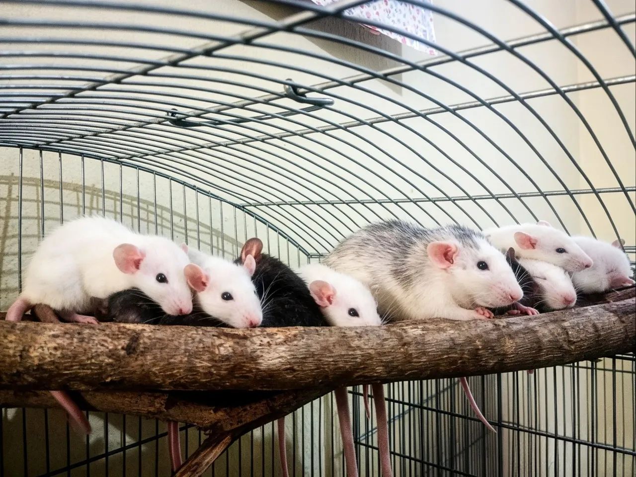 Hamster Twister rato caixinha pet estimação 