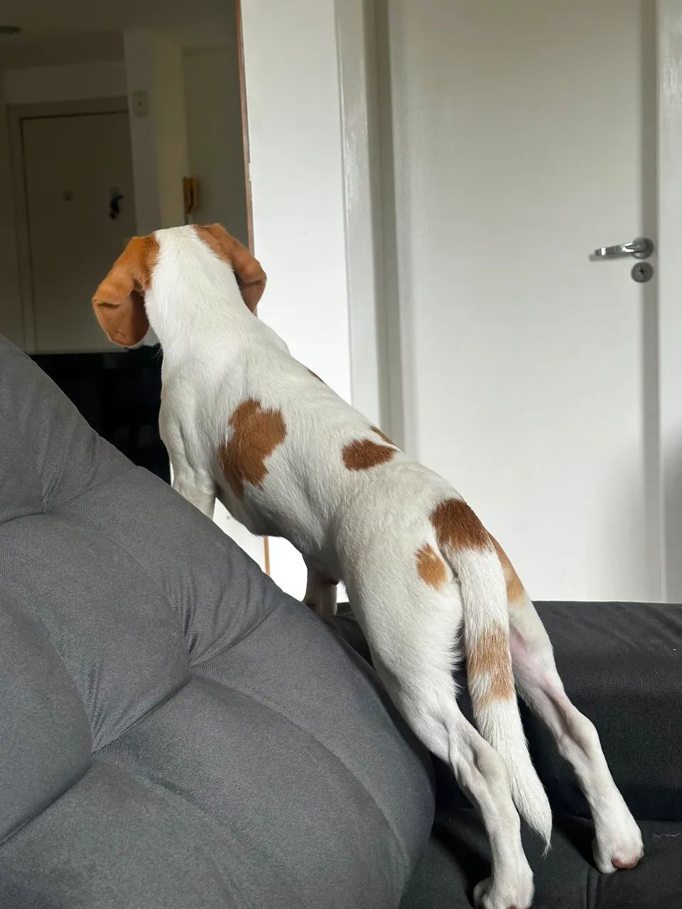 Beagle filhote  - Foto 4