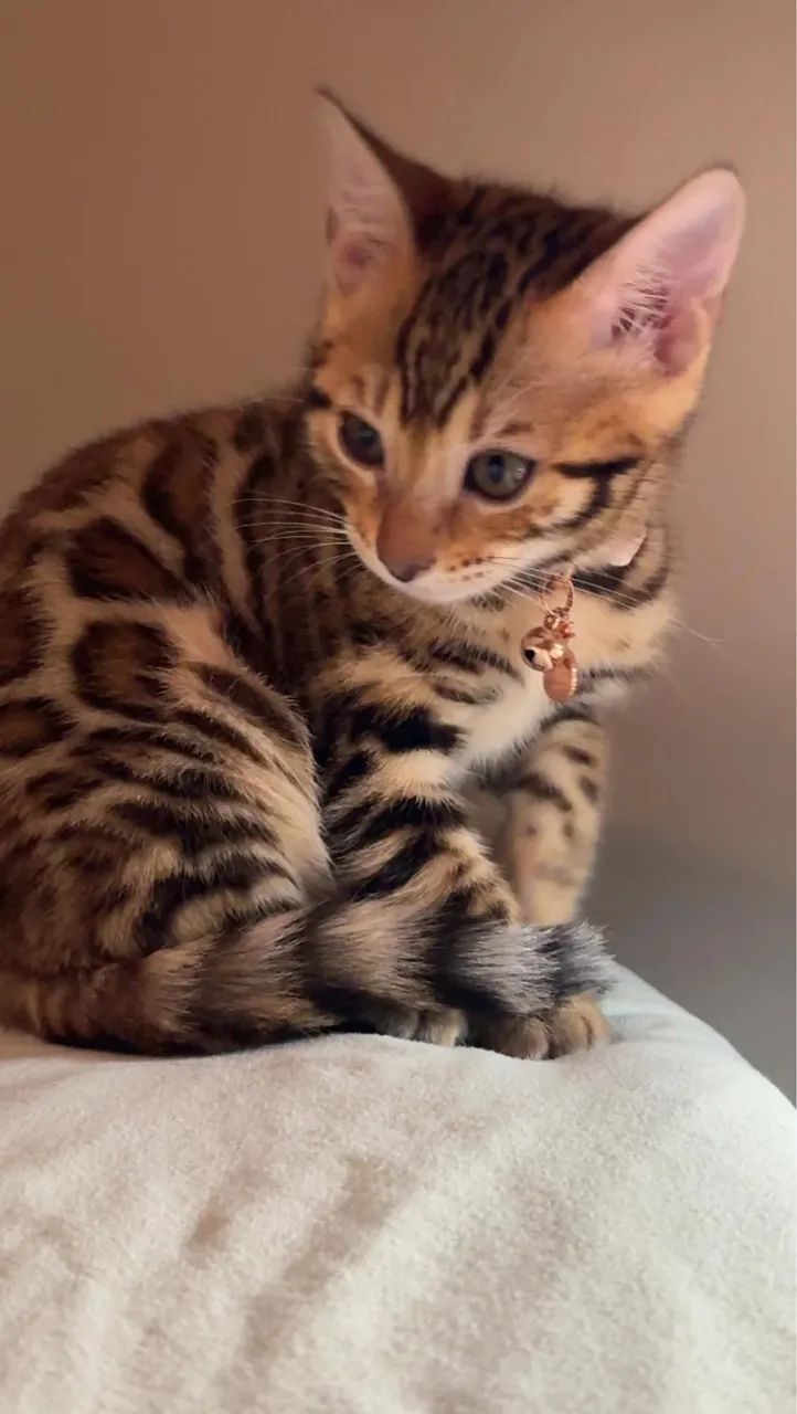 Bengal - Foto 2