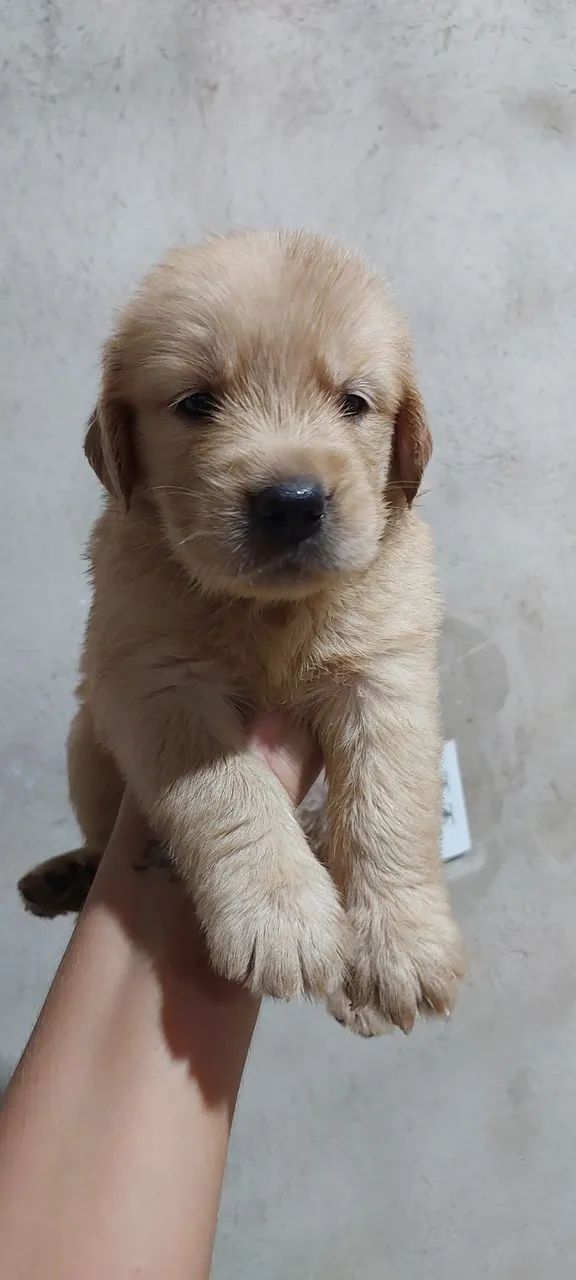 Golden retriever 