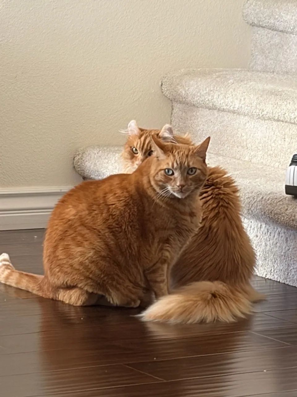 Gatos de estimacao