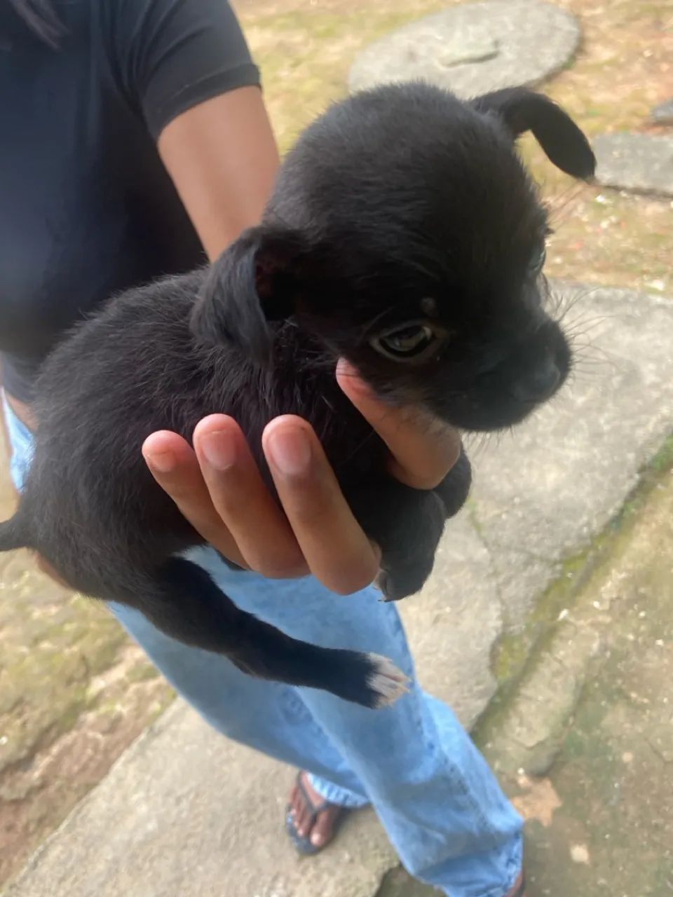 Cachorro