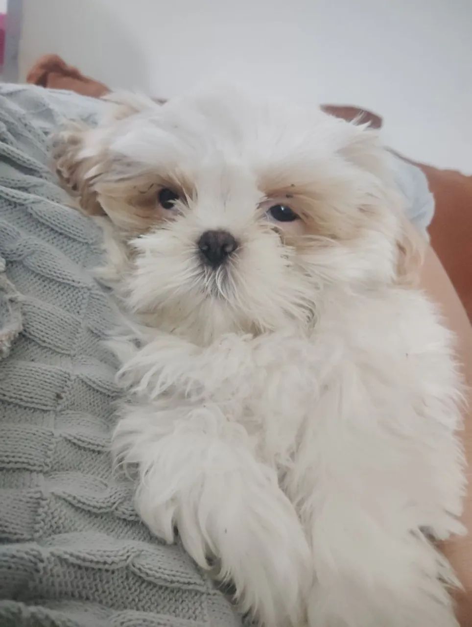 Cachorro fofinho e dócio - Foto 3