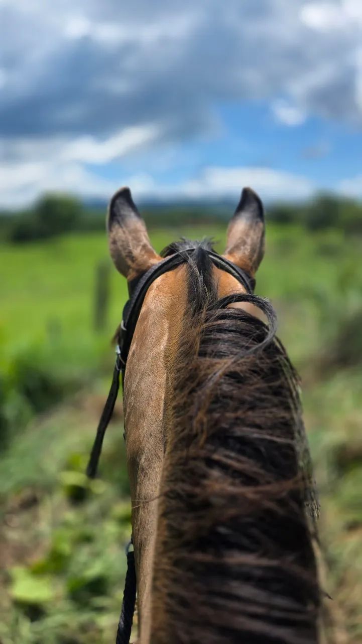Cavalo - Foto 2