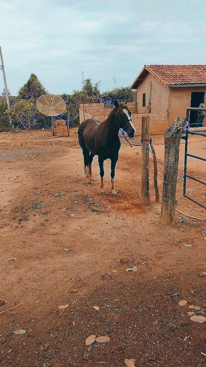 Potro quarto de milha valor 8 mil - Foto 2
