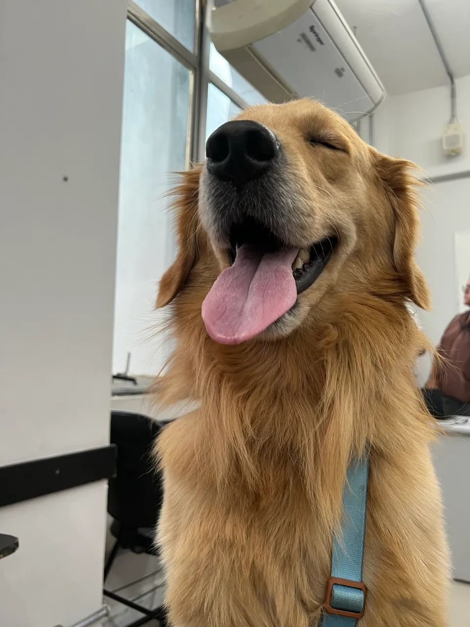 Golden Retriever macho Pedigree - Foto 2