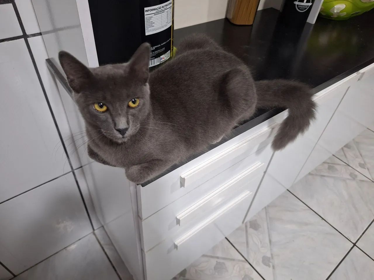 Doação de gato filhote