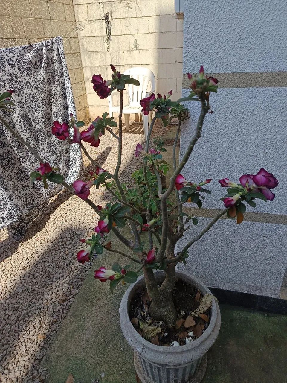 Rosa do deserto 