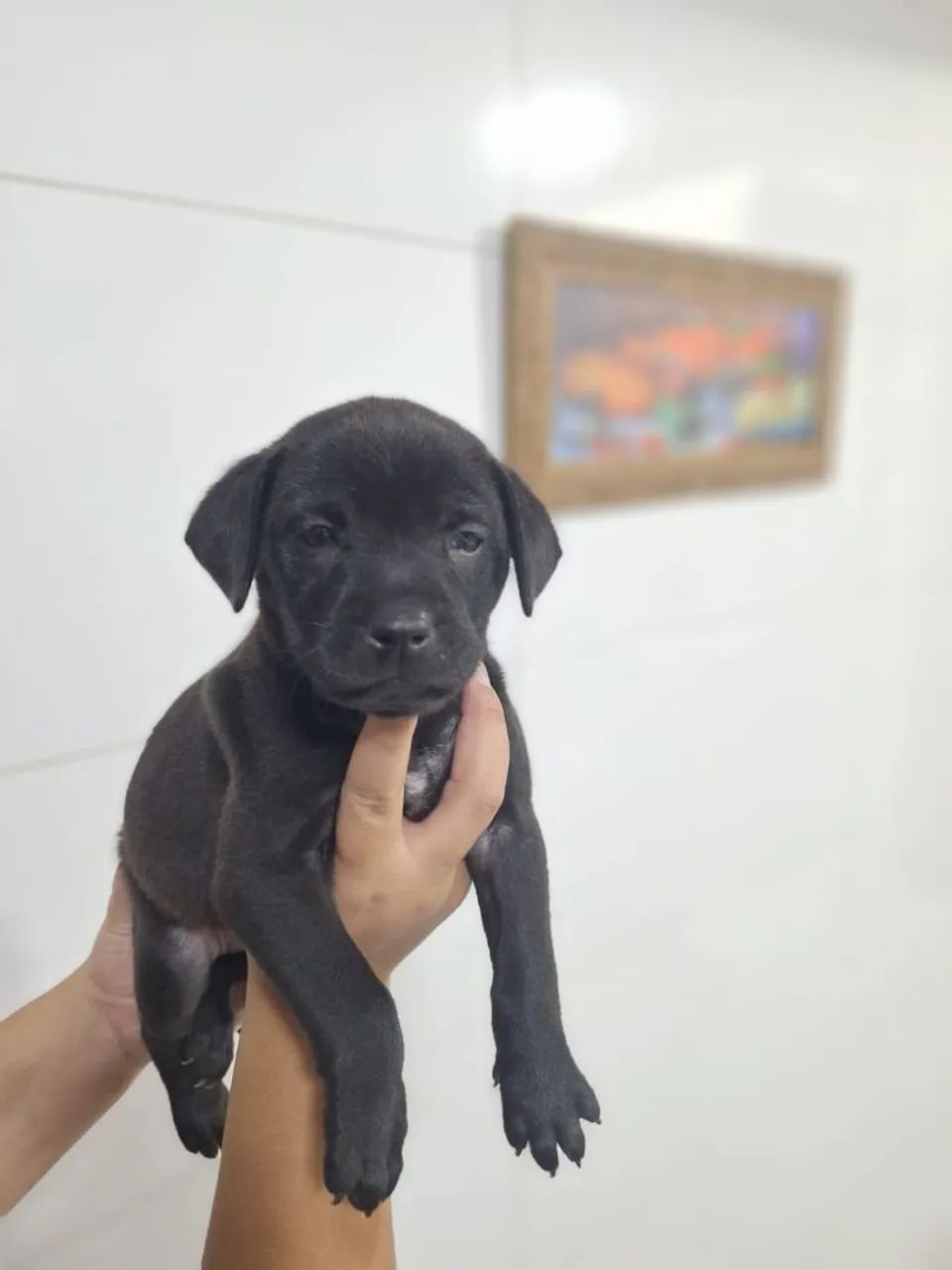 Doação responsável  - Foto 5