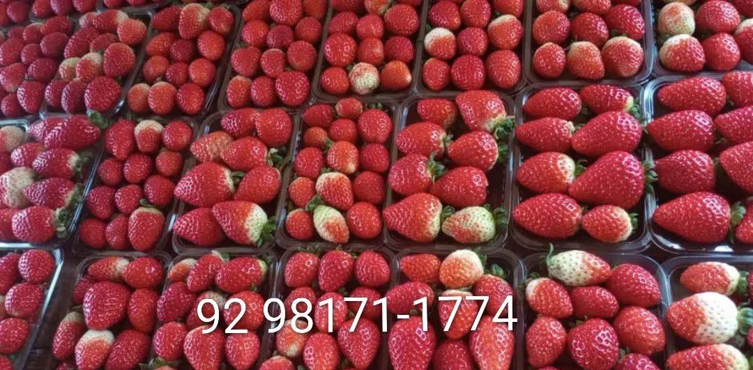 Morangos deliciosos + entrega à domicílio  - Foto 2