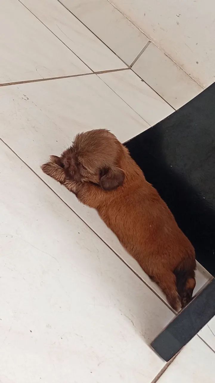 Filhotes de Shihtzu  - Foto 3