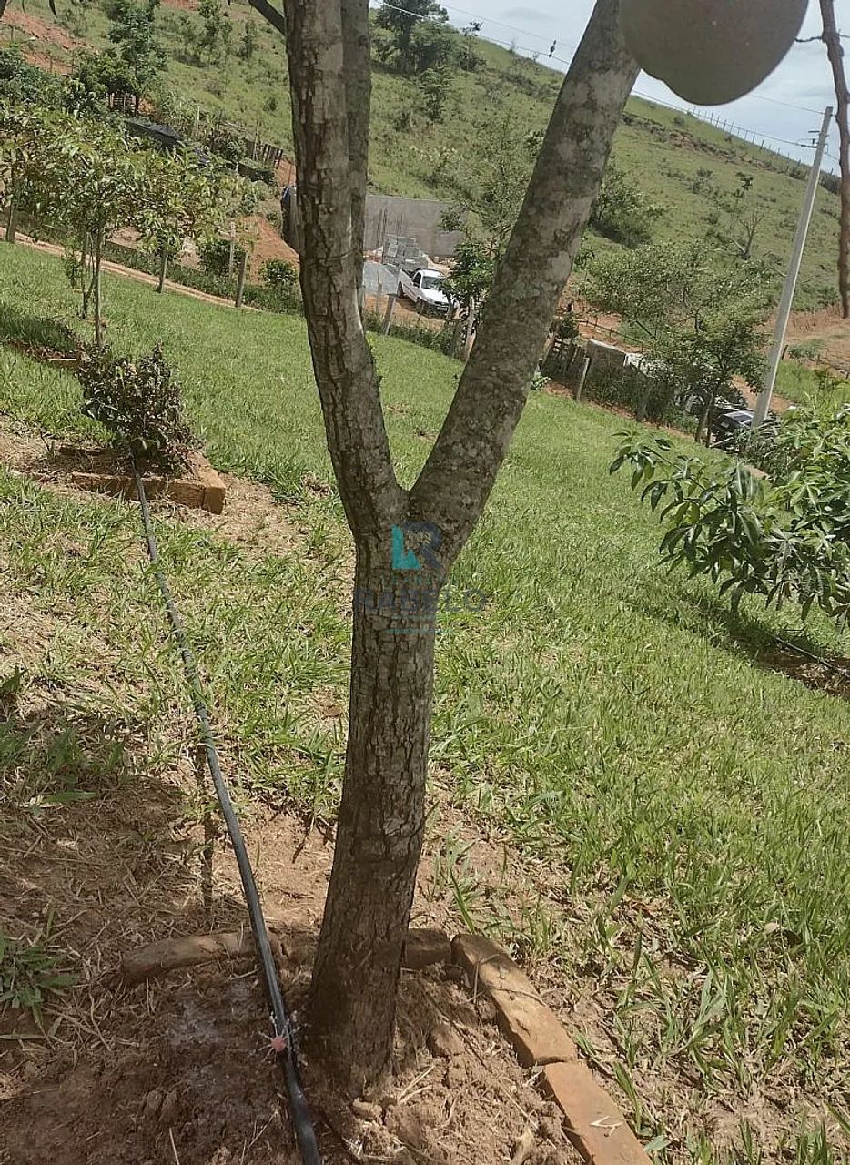 CHÁCARA FORMADA Á VENDA EM LORENA-SP - Foto 4