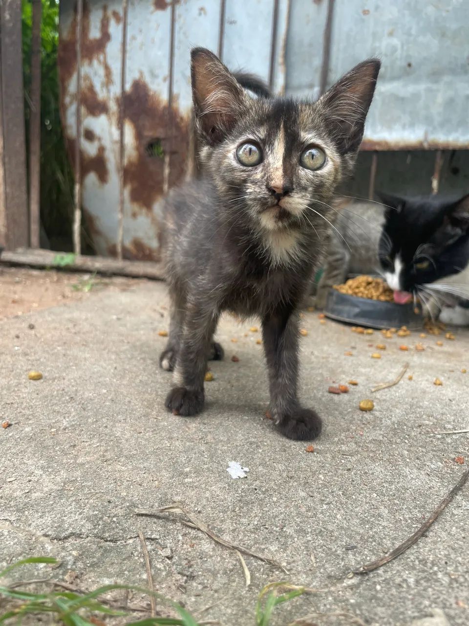 Gatinho filhotes para adoção  - Foto 4