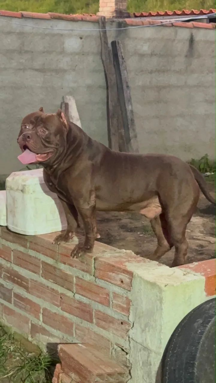 Filhote de pit monster de 6 meses - Foto 2