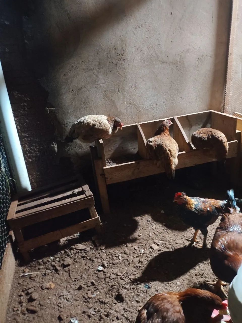 Frangos e Galinhas  - Foto 3