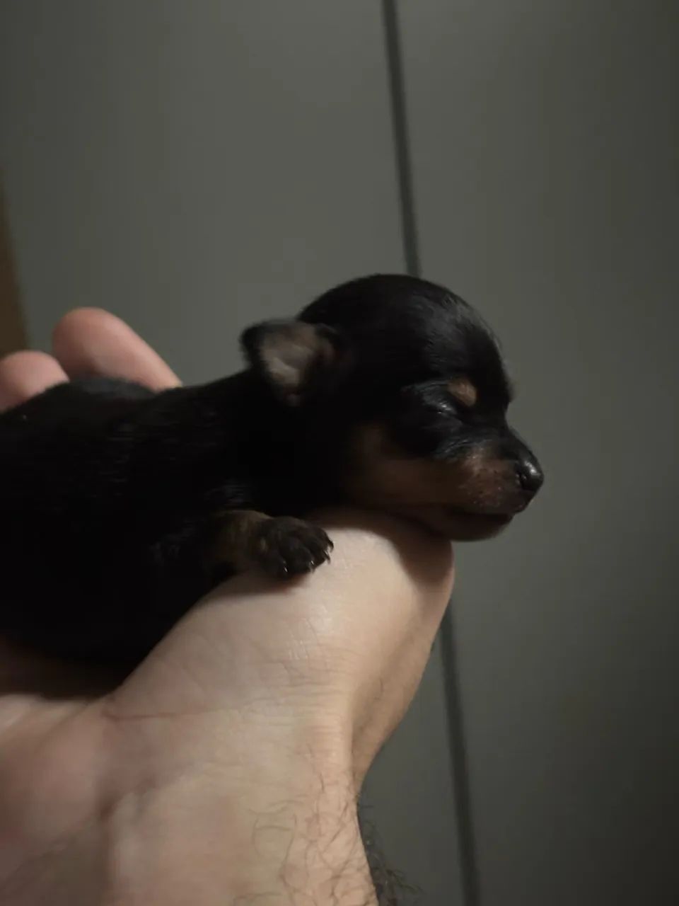 Pinscher macho - Foto 3