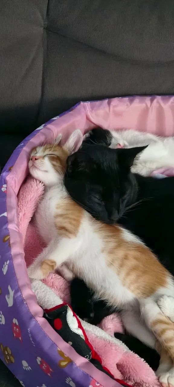 doa-se gatinhos - Foto 3