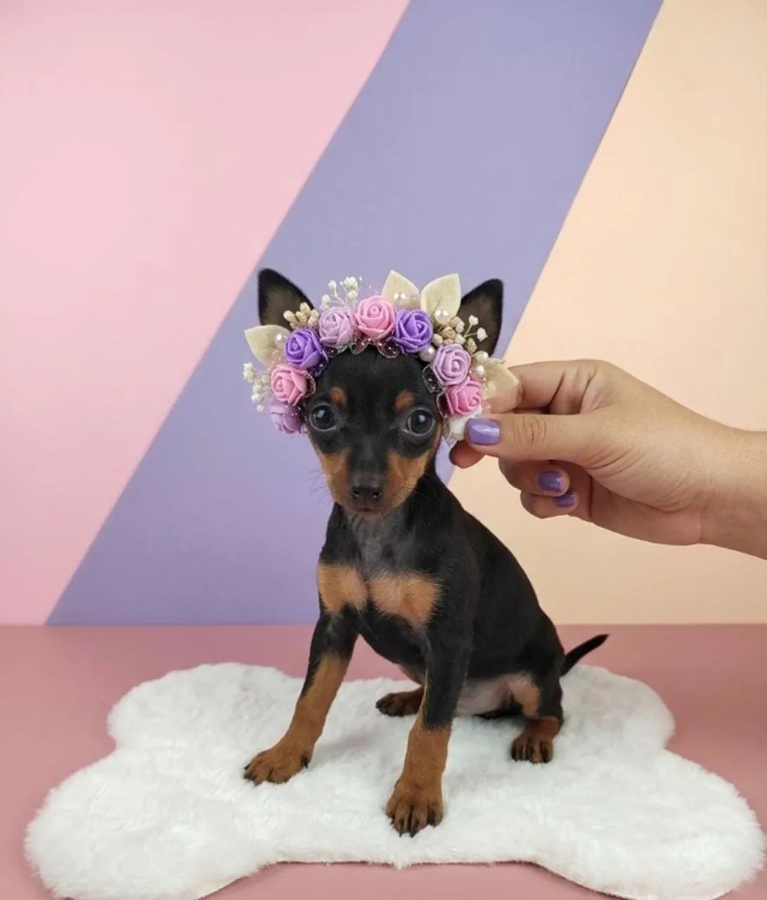 Pinscher Inteligente