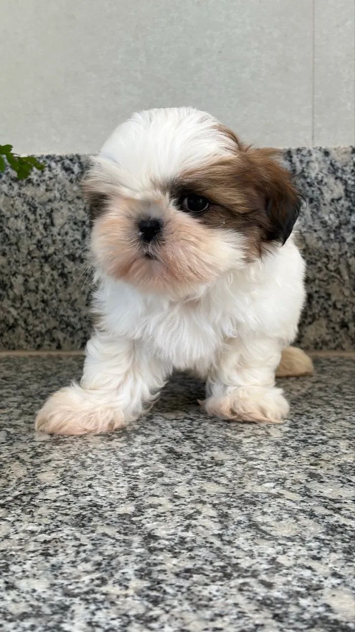 Shih tzu macho  - Foto 5