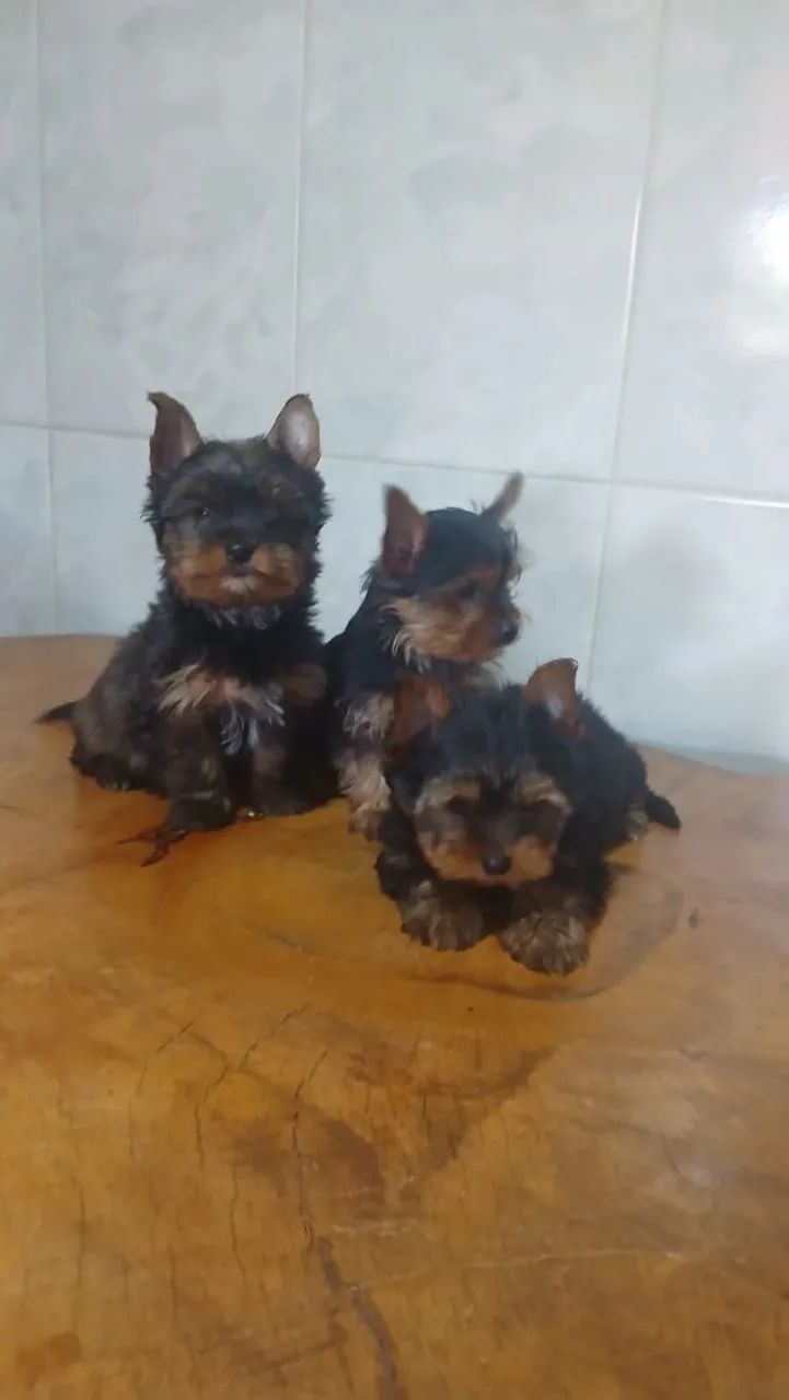 Yorkshirie Micro Fêmea e Macho 