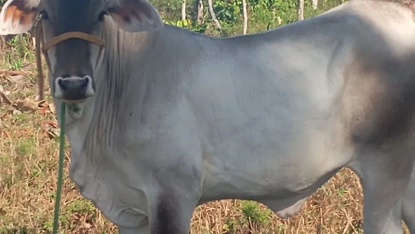 Novilha 