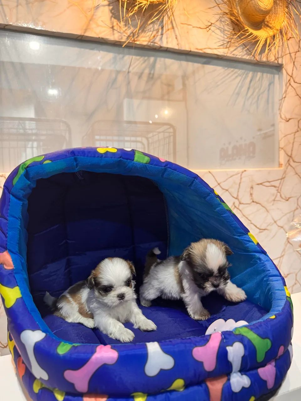 shih tzu - Foto 4