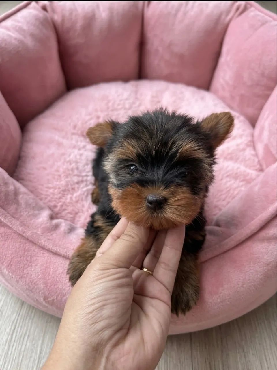 Yorkshire Terrier  - Foto 2