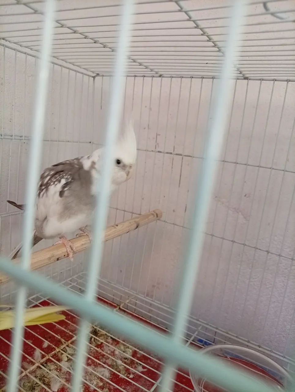 Gaiola  - Foto 2