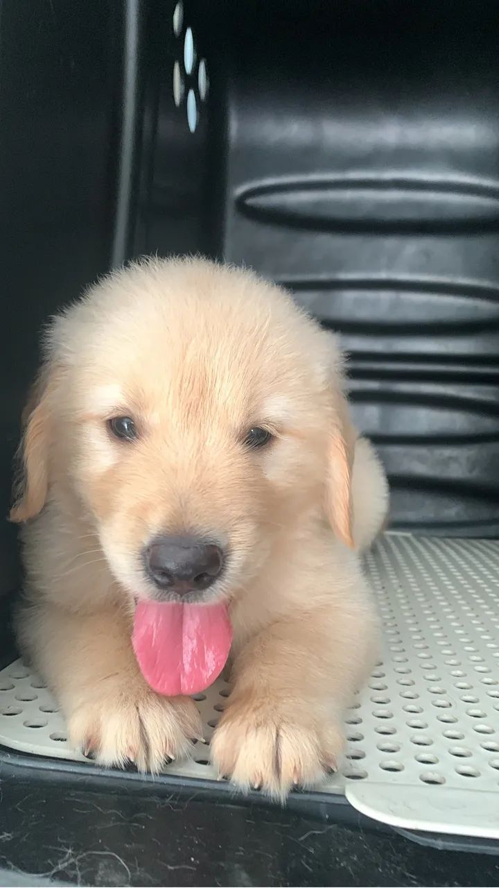 Cachorro golden  - Foto 2